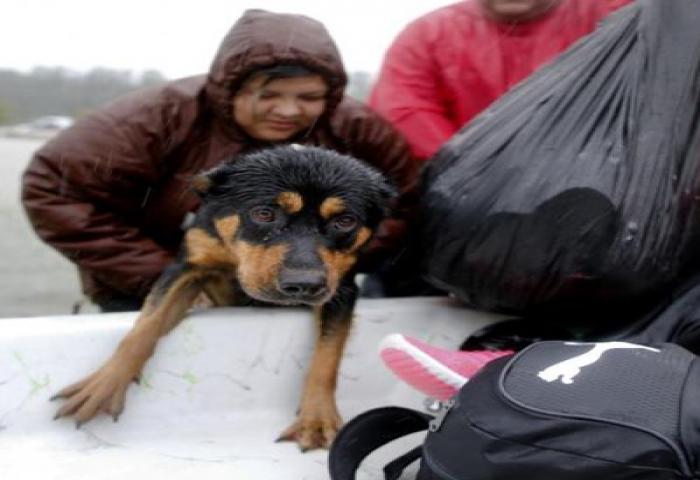Mereka Menolak Tinggalkan Hewan Peliharaan